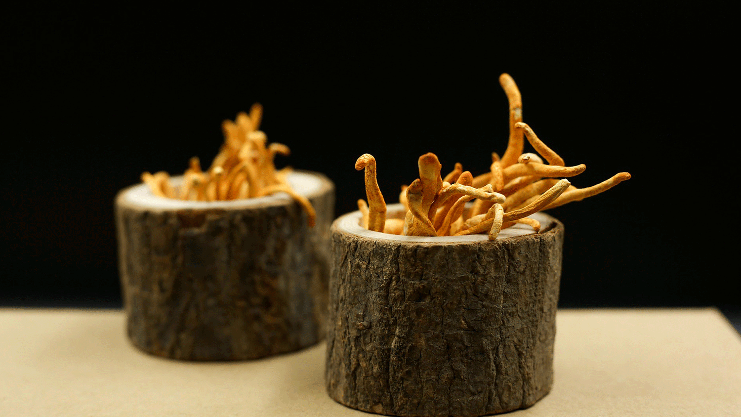 Cordyceps + Natürliches Koffein: Die intelligente Kombination für mehr Fokus, Ausdauer und Leistung